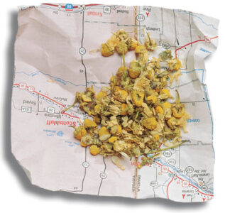Herbal First Aid Image